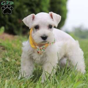 Livi, Miniature Schnauzer Puppy